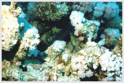 underwater,sinai
