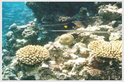 underwater,sinai