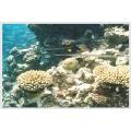 diving in sinai