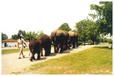 safari in canada