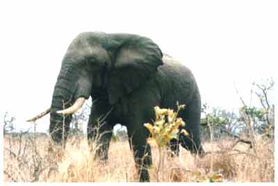 kruger park,south africa