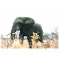kruger park,south africa