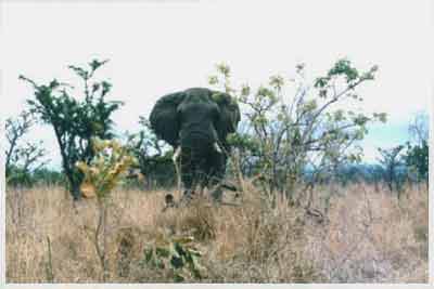 kruger park,south africa