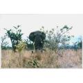 kruger park,south africa