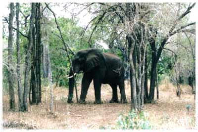 kruger park,south africa