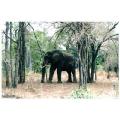 kruger park,south africa