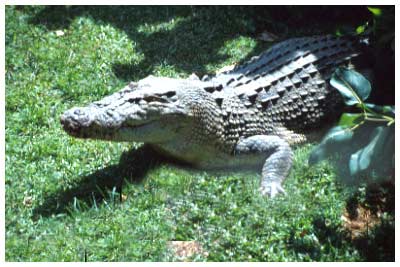 gator