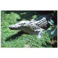 gator