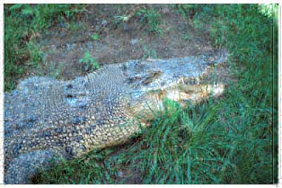 gator