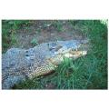 gator