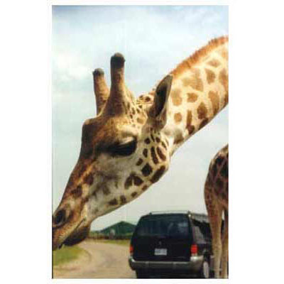 safari in canada