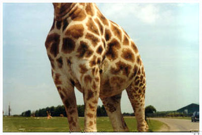 safari in canada