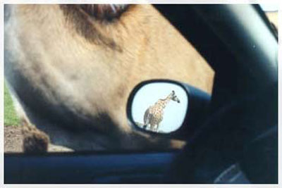 safari in canada