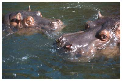 hippo