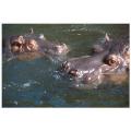 hippo,safari in canada