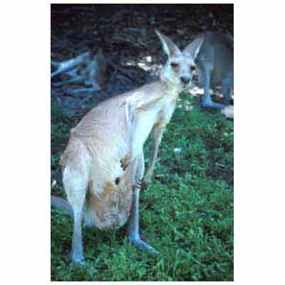 kangaroo,australia