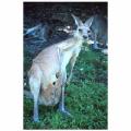 kangaroo,australia