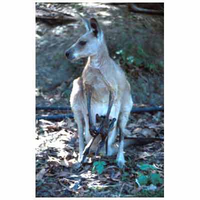 kangaroo,australia