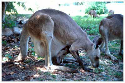 kangaroo,australia