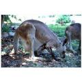 kangaroo,australia