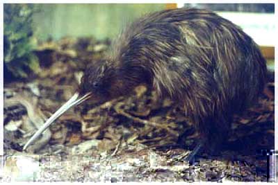 kiwi,new zealand