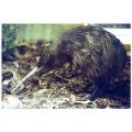 kiwi,new zealand