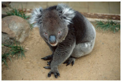 koala,australia