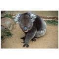 koala,australia