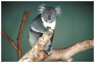 koala,australia