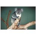 koala,australia