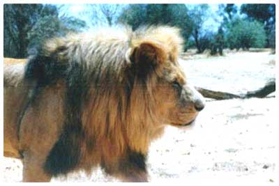 lion park,south africa