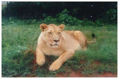 lion park,south africa