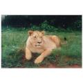 lion park,south africa