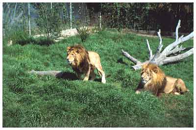 zoo in australia