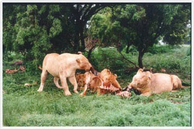 lion park,south africa