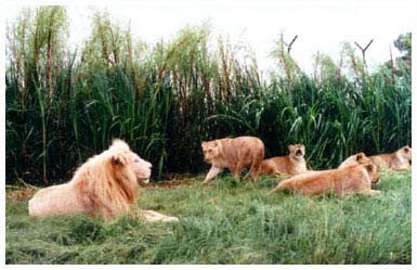 lion park,south africa