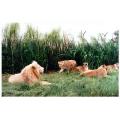 lion park,south africa