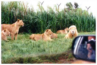lion park,south africa