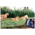 lion park,south africa