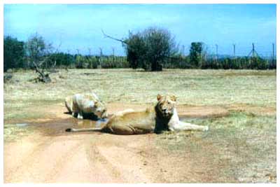 lion park,south africa