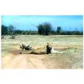 lion park,south africa