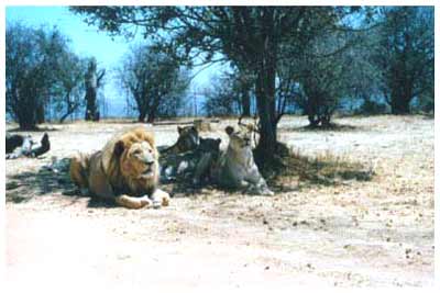 lion park,south africa