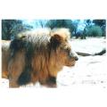 lion park,south africa
