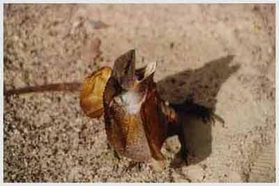 frilled neck lizard,australia