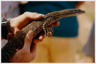 lizard,australia
