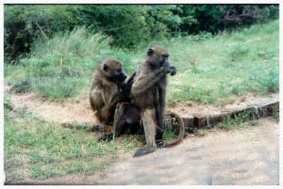 kruger park,south africa