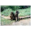 kruger park,south africa