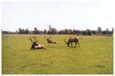 safari in canada