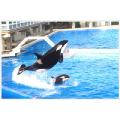 killer whale,san diego sea world