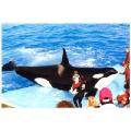 killer whale,san diego sea world